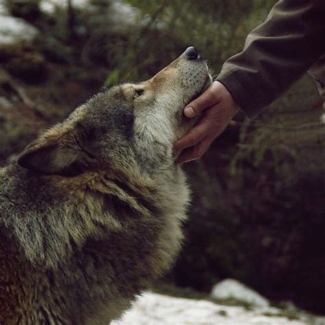 Whereas the vampires are restrained and formal in their dress and mannerisms, the werewolf is wild and chaotic. Pin by AStar Bright on wolf | Werewolf aesthetic, Magic ...