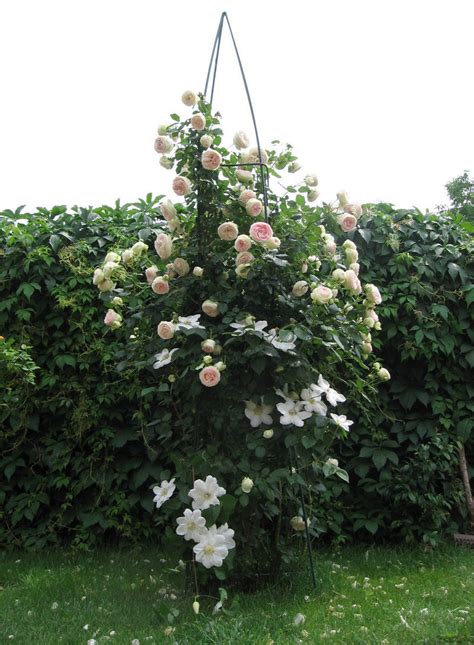 Plantfiles Pictures Large Flowered Climbing Rose Eden Climber Rosa