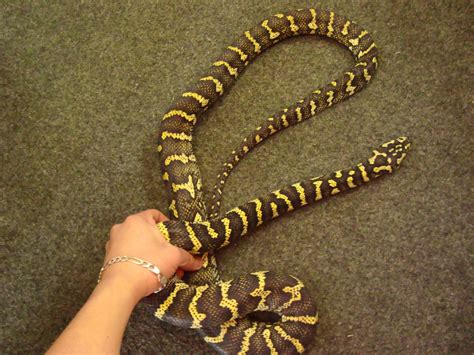 E Midlands Adult Jungle Carpet Python Pair Reptile Forums
