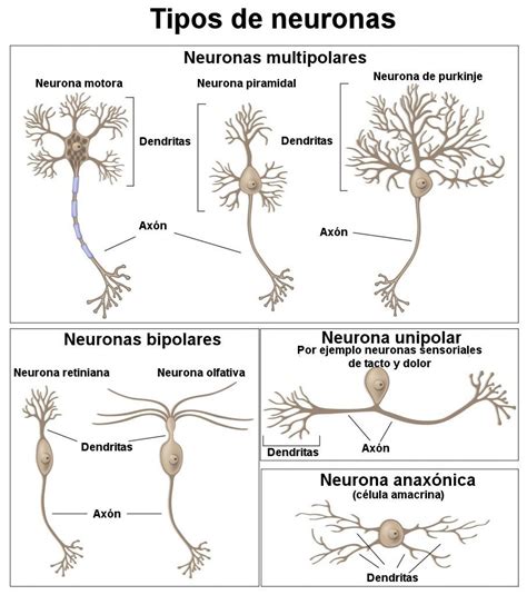 Tipos De Neuronas Types Of Neurons Anatomy Neuroscience