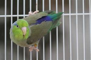 Parrotlet Color Mutation Photo Flickr Photo Sharing