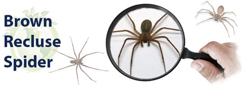 How To Get Rid Of Brown Recluse Spiders In Attic
