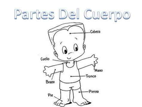 Dibujo El Cuerpo Humano Y Sus Partes Para Niños Actividad Del Niño