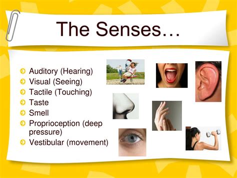 Ppt Making Sense Of Our Senses Powerpoint Presentation Free Download