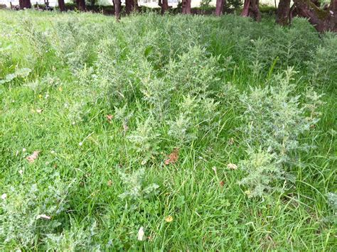 Six Of Your Weed Control Questions Answered By Teagasc Agrilandie