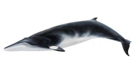Minke Whale Balaenoptera Acutorostrata Elding Adventure At Sea