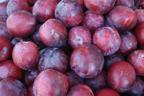 Check spelling or type a new query. Types of Plums and Pluots, Plus Everything Plum