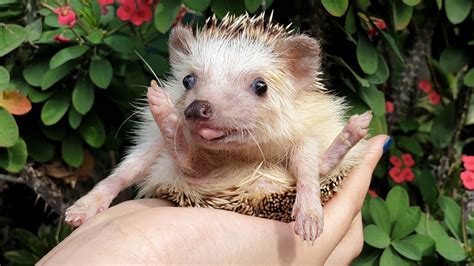 The smallest hedgehog breed in the world