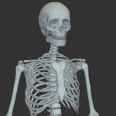 Human Skeleton 3d Model Obj Tga