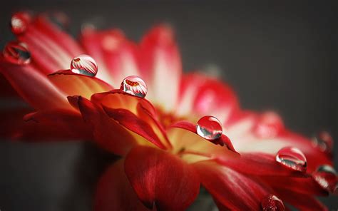 Water Droplets Macro Of Red Flower Petals 2560x1600