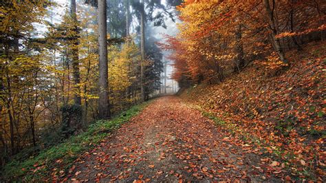 Download Wallpaper 2560x1440 Autumn Path Foliage Widescreen 169 Hd