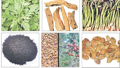 Nepali Herbal Products Medicinal Plants In Nepal Century Spices And Snacks