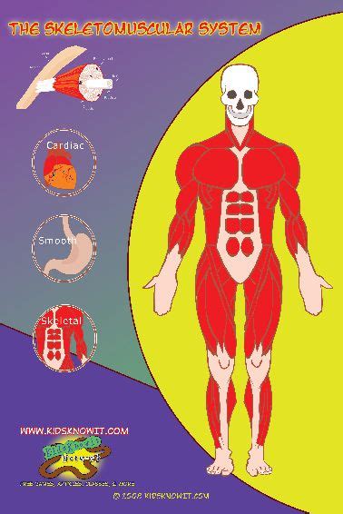 An Image Of The Human Body With Labels On It And Instructions For How