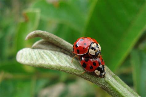 Cucarron Pertenece A Las Clase De Insectos De Orden Coleóptera Y