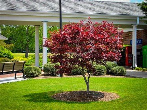 Bloodgood Japanese Maple For Sale Online The Tree Center