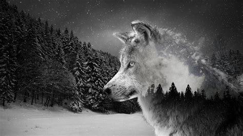 You can also upload and share your favorite wolf wallpapers 1920x1080. Wolf Wallpaper 4K - KoLPaPer - Awesome Free HD Wallpapers