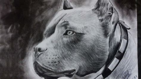 Dibujo De Un Pitbull A Lapiz Y Lapicero 🐾 Drawing A Dog