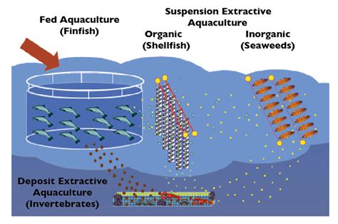 Integrated Multi Trophic Aquaculture Part 1 Responsible Seafood Advocate