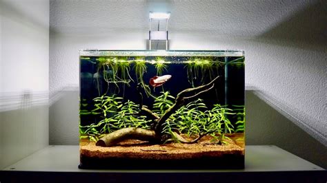 Planted Betta Fish Tank Setup Aquarium Plant Growth In 30 Days Youtube