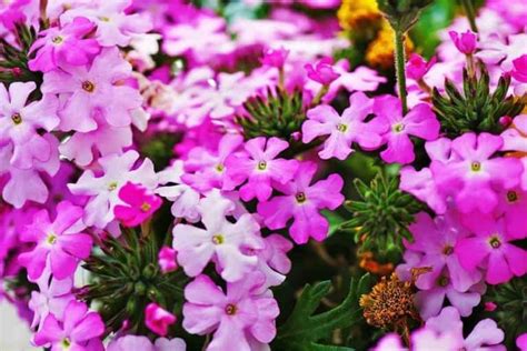 Top 20 Plants With Green Leaves And Purple Flowers