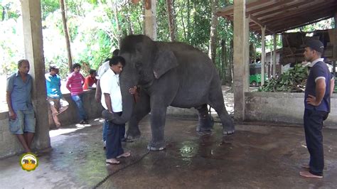 An Illegal Elephant Taken In To Custody By Wildlife Officers Video