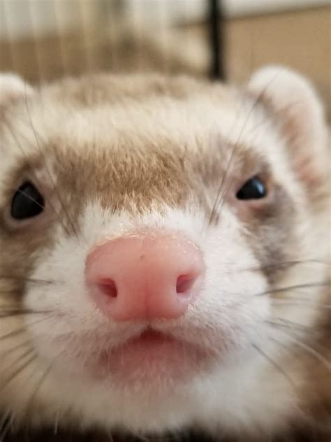21 Cute Ferret Photos That Will Make You Smile The Modern Ferret