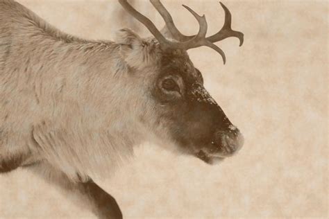 Profile Portrait Of A Reindeer Moving Through Snow Vintage Sepia