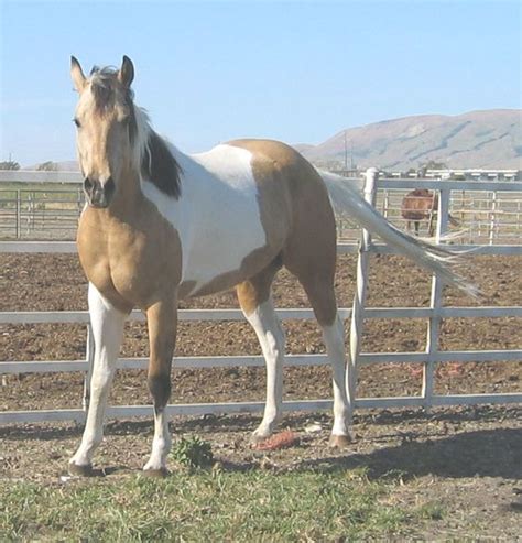 Unique Horse Colors Page 2 Handsome Horses Pinterest Horses