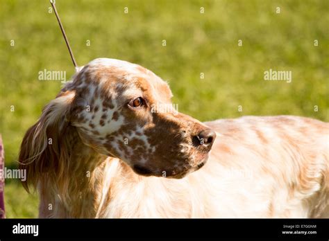 English Setter Hi Res Stock Photography And Images Alamy