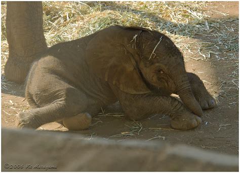 San Diego Zoo Safari Parks African Elephants Vtm