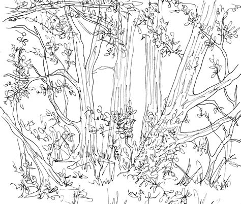 Simple Forest Drawing At Getdrawings Free Download