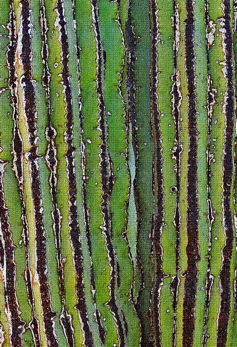 Cardon Cactus Texture Photograph By Tom Janca