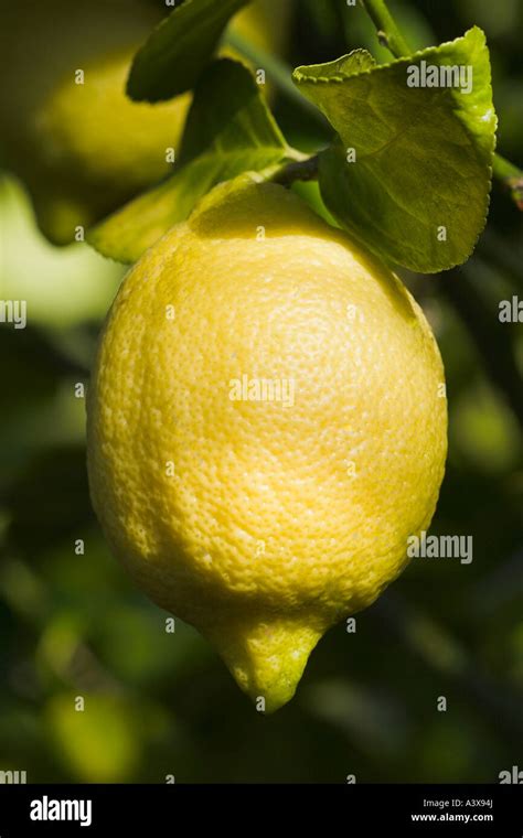 Citrus Limon Fino Lemon Fruit On Branch Stock Photo Alamy