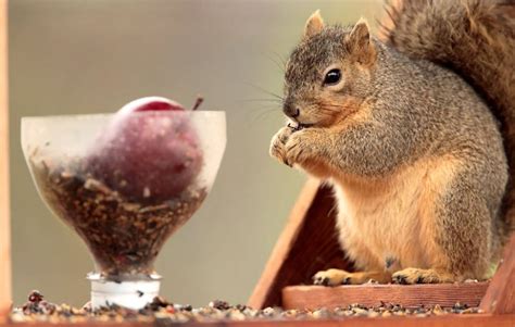Plastic Bottle Squirrel Feeder - PetDIYs.com | Squirrel feeder, Squirrel, Fox squirrel