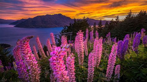 Colorful Sunset Blossoms Landscape Clouds Sky Flowers Mountains