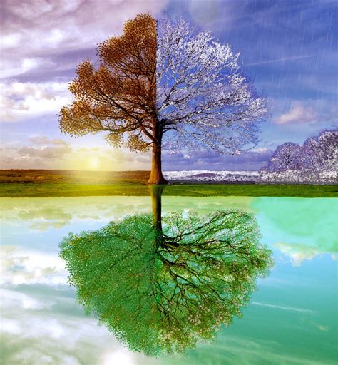 Changing Seasons 2 Seasons Art Tree Art Tree Photoshop