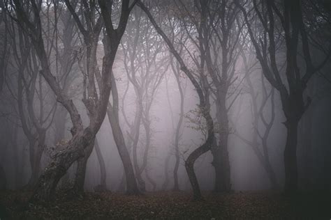 True Stories From The Most Haunted Forests In The World Readers Digest