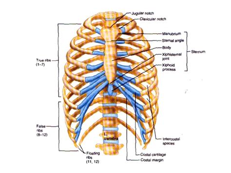 Anatomy Layers Of Chest Wall The Thorax And Chest Wall Joint Images