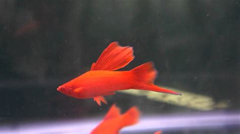 Young Albino Blood Red Hi Fin Swordtails Youtube