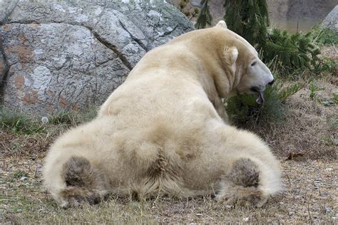 i like big polar bear butts and i cannot lie ♪ flickr