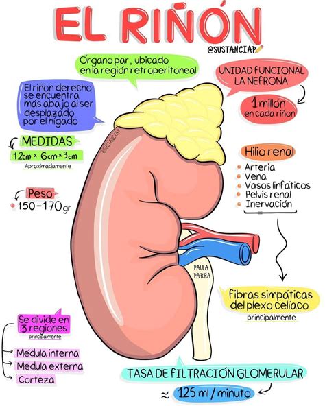 El Riñón Medicalstudents Porpaula Parra Díaz Sustanciap Instagram