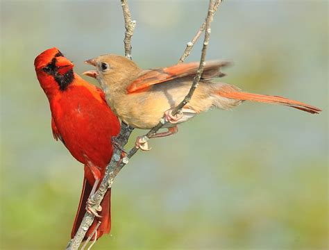 Male Cardinal And Baby Female Flickr Photo Sharing