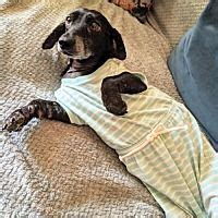 Annual cost of owning a wire dachshund puppy. Available pets at Central Texas Dachshund Rescue in Humble ...