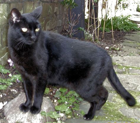 Found Female Black Cat Wallyhood