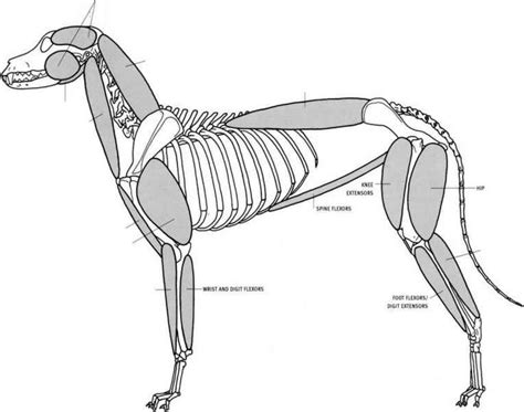 Muscle Groups Animal Anatomy Anatomy Muscle Groups