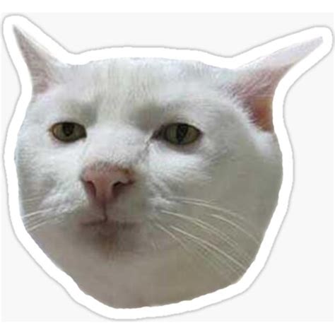 Cat Meme Sticker Pack Laminated Cats Funny Stickers Etsy Gambaran