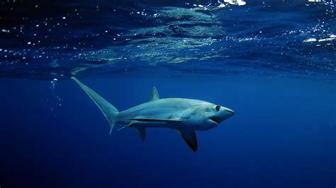 Wallpaper Shark, underwater, Best Diving Sites, Animals #4748