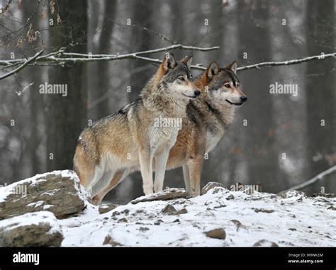 Eastern Wolves Canis Lupus Lycaon In Snow Captive Baden Württemberg