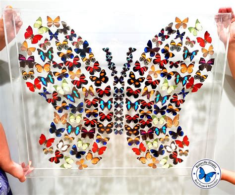 Butterfly Shape Art Using Real Butterflies Synergy 28 X 23 3d