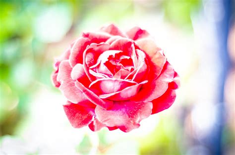 Psychedelic Rose Photograph By David Morefield Fine Art America